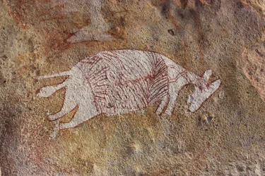 Wallaby rouge et blanc